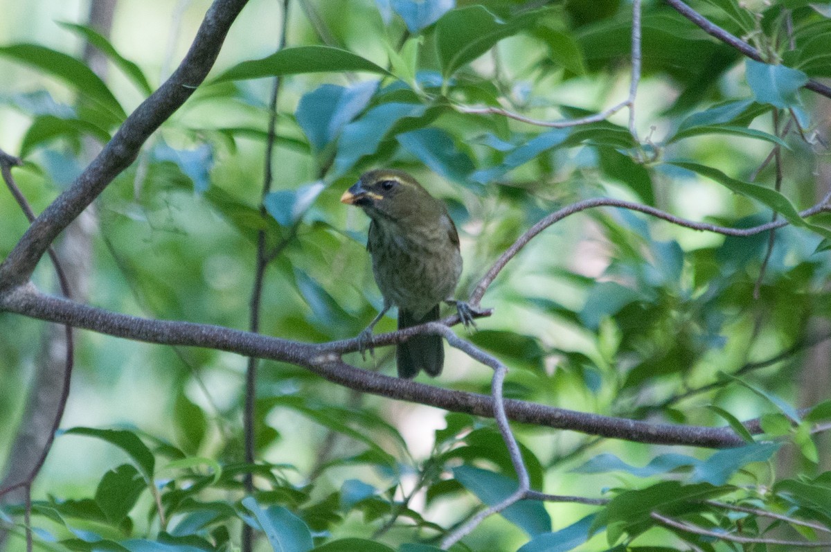 Lesser Antillean Saltator - John C. Mittermeier