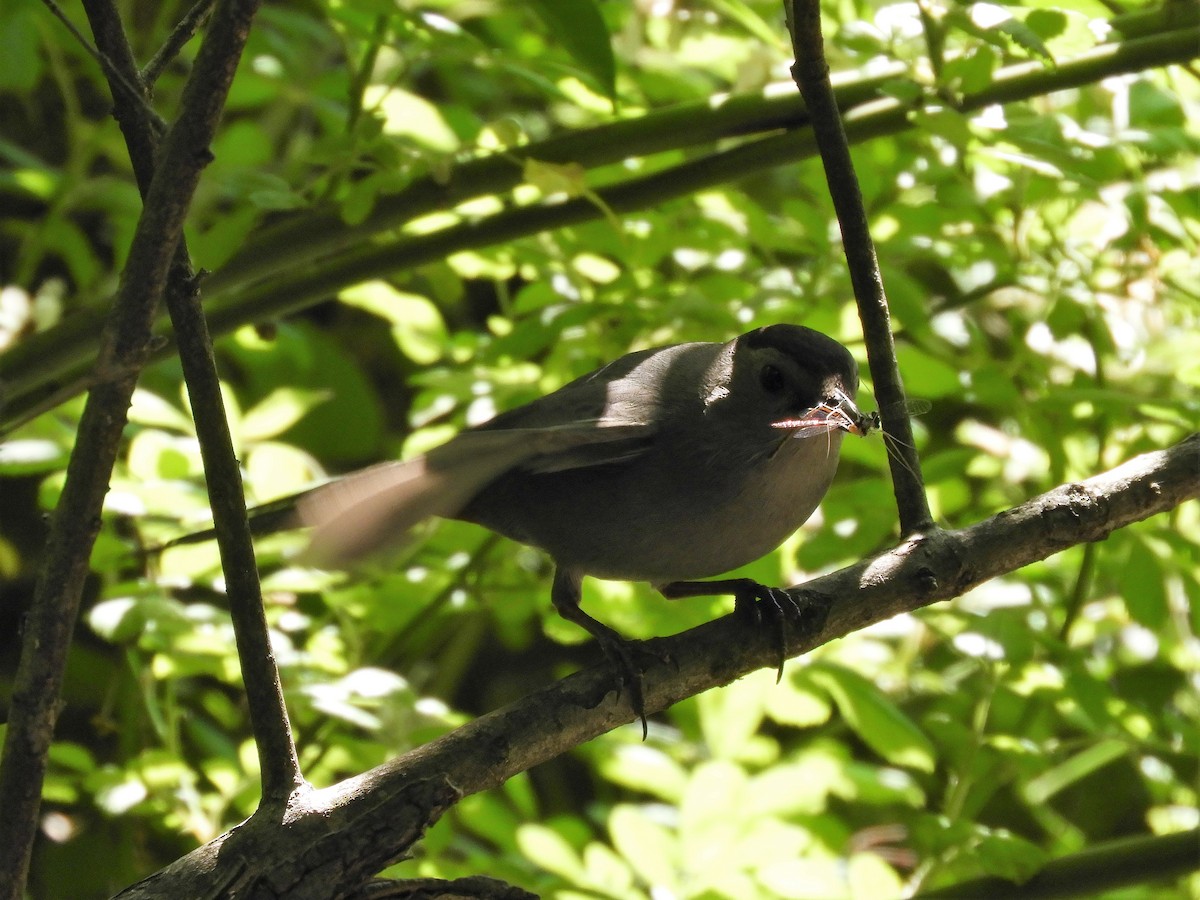 Gray Catbird - ML242184771