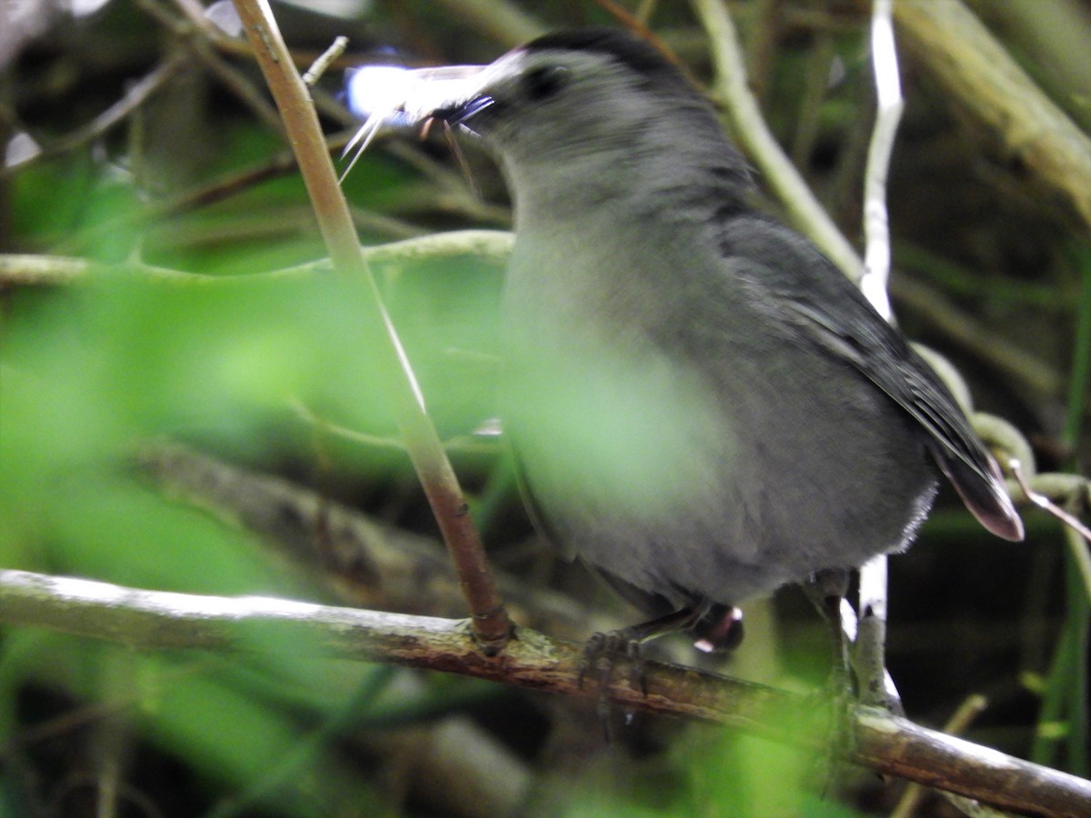 Gray Catbird - ML242184821