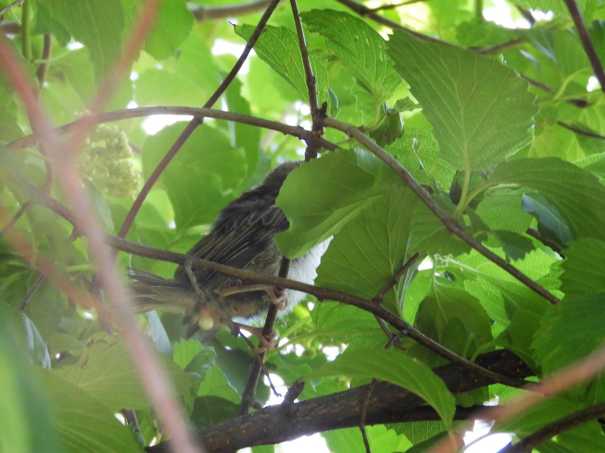 House Sparrow - ML242185221