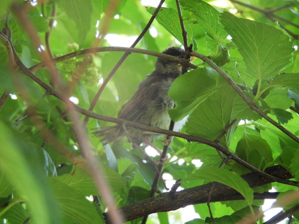 House Sparrow - ML242185251