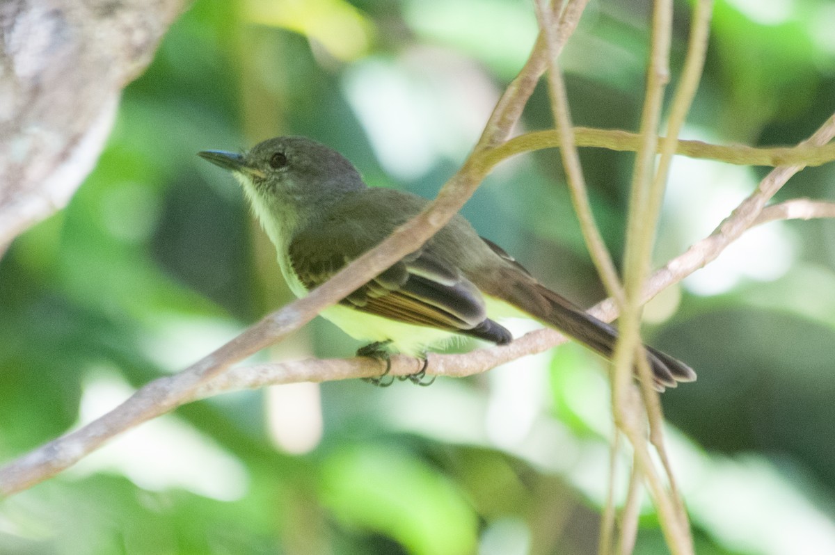 Lesser Antillean Flycatcher - ML242185741