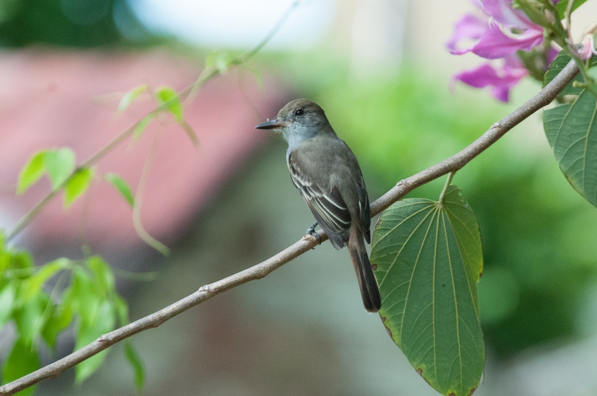 Grenada Flycatcher - ML242187171