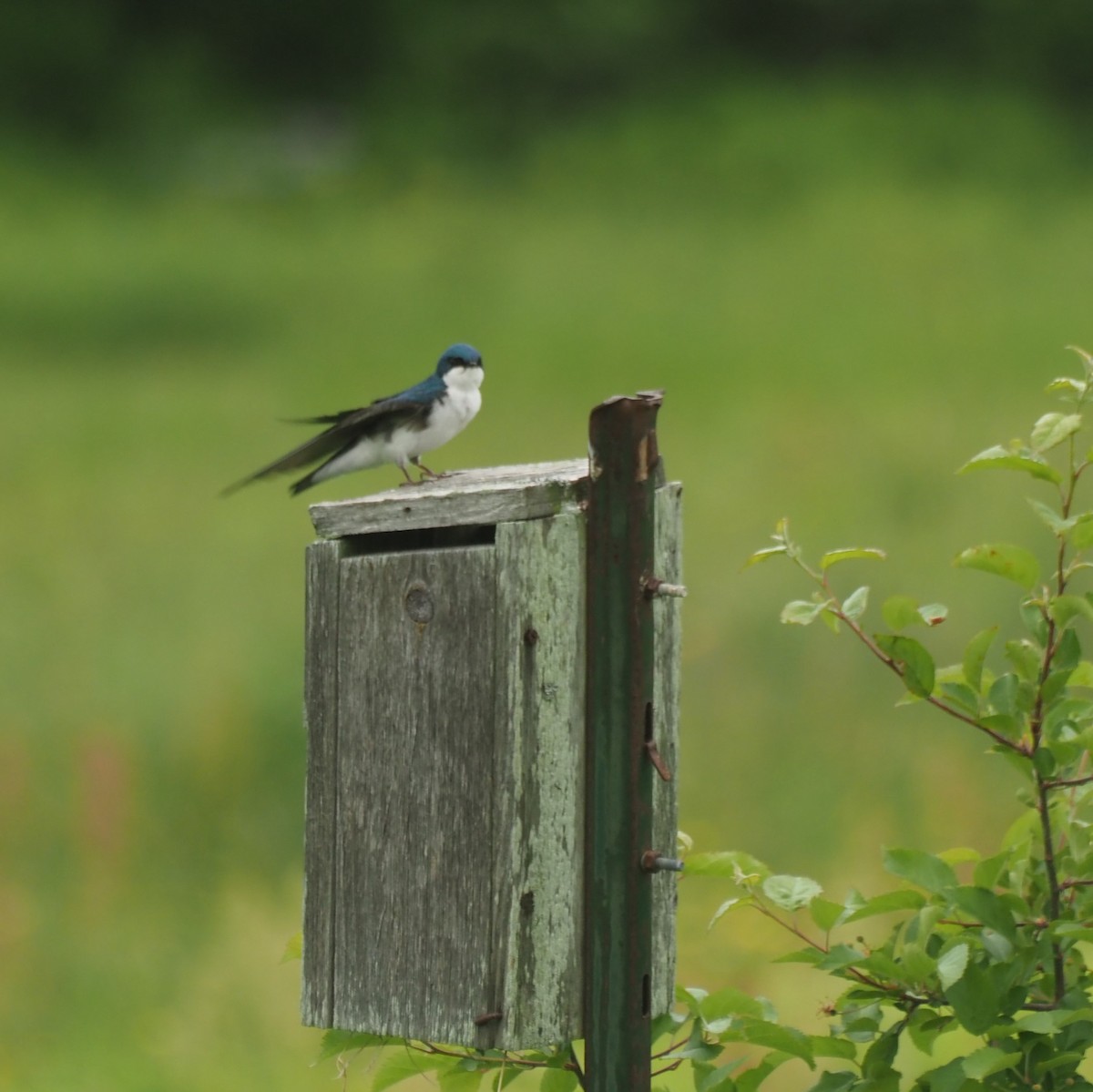 Tree Swallow - ML242187281