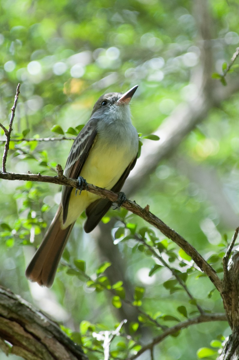 Grenada Flycatcher - ML242187291