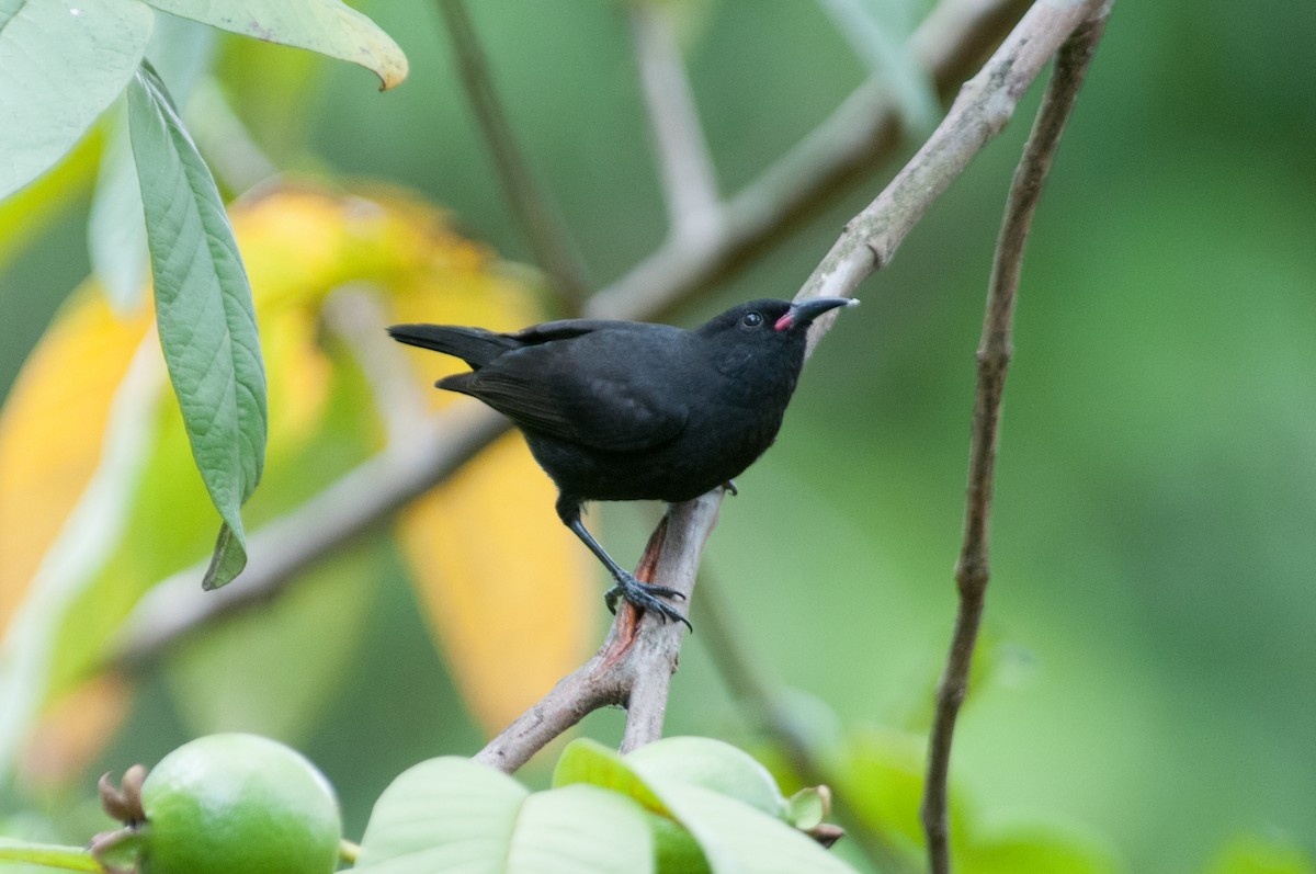 Bananaquit (St. Vincent) - John C. Mittermeier