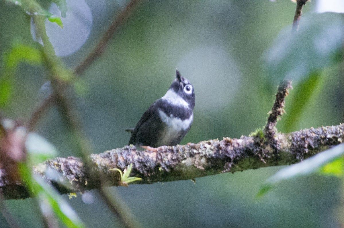 Whistling Warbler - John C. Mittermeier