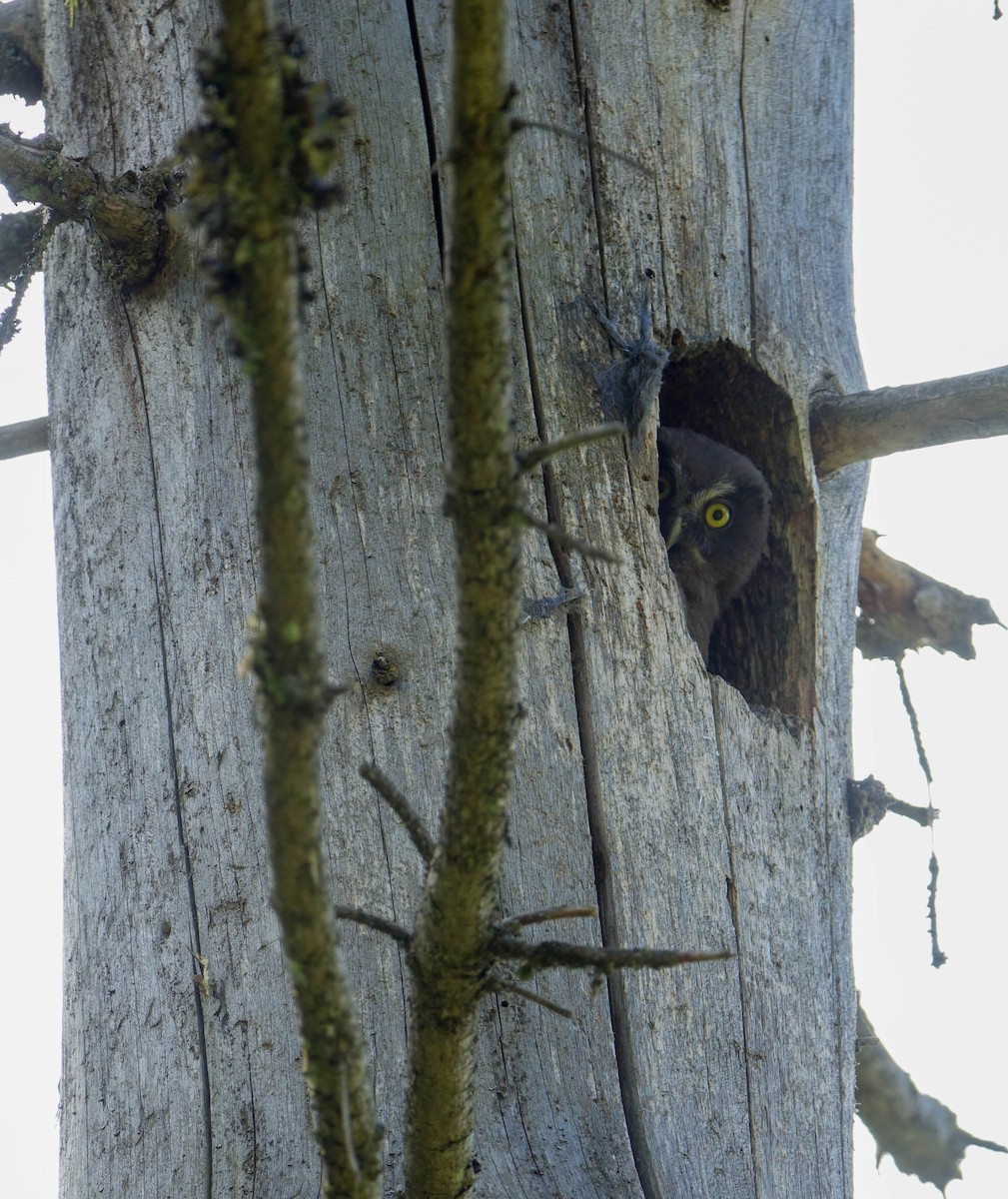 Boreal Owl - David Houle