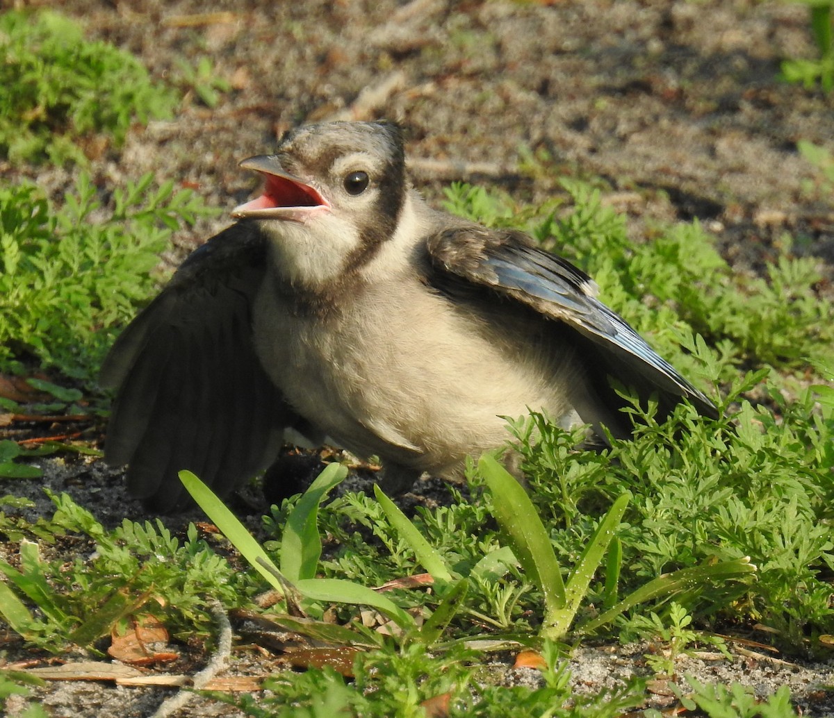 Blue Jay - ML242190671