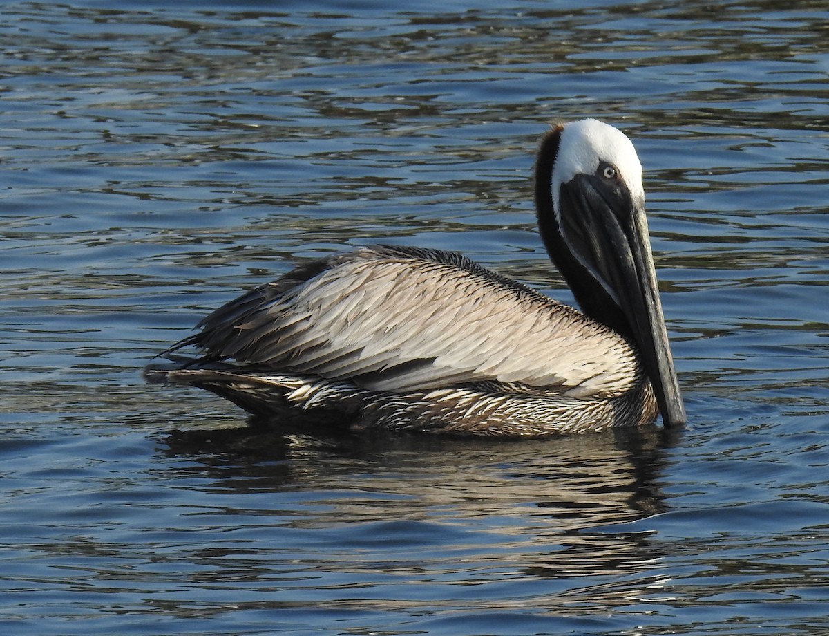 pelikán hnědý - ML242191091