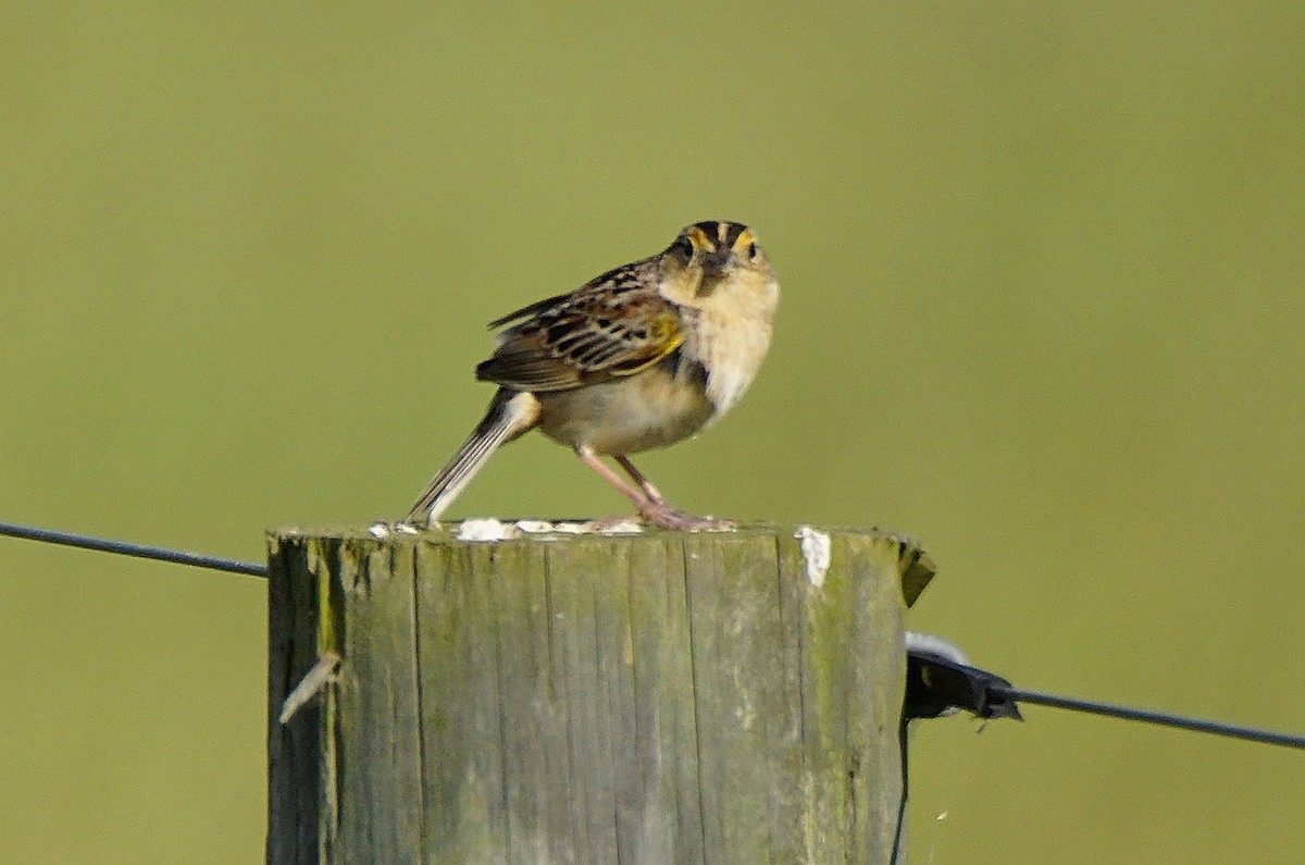 Grasshopper Sparrow - ML242192031