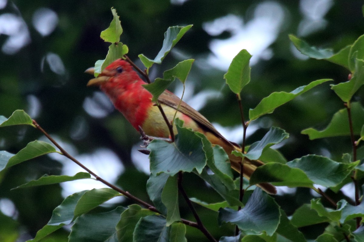 Summer Tanager - ML242192441