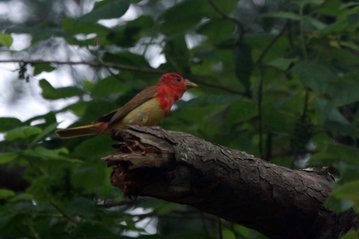 Summer Tanager - ML242192451