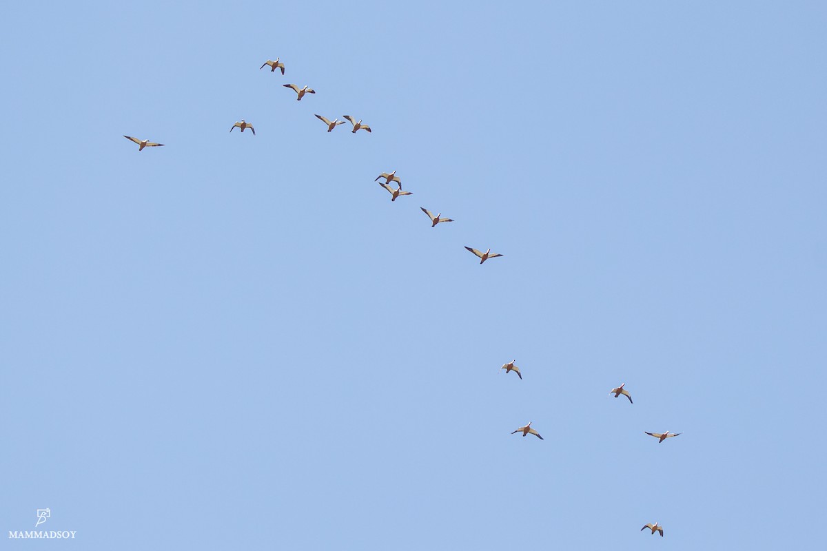 Ruddy Shelduck - ML242192481