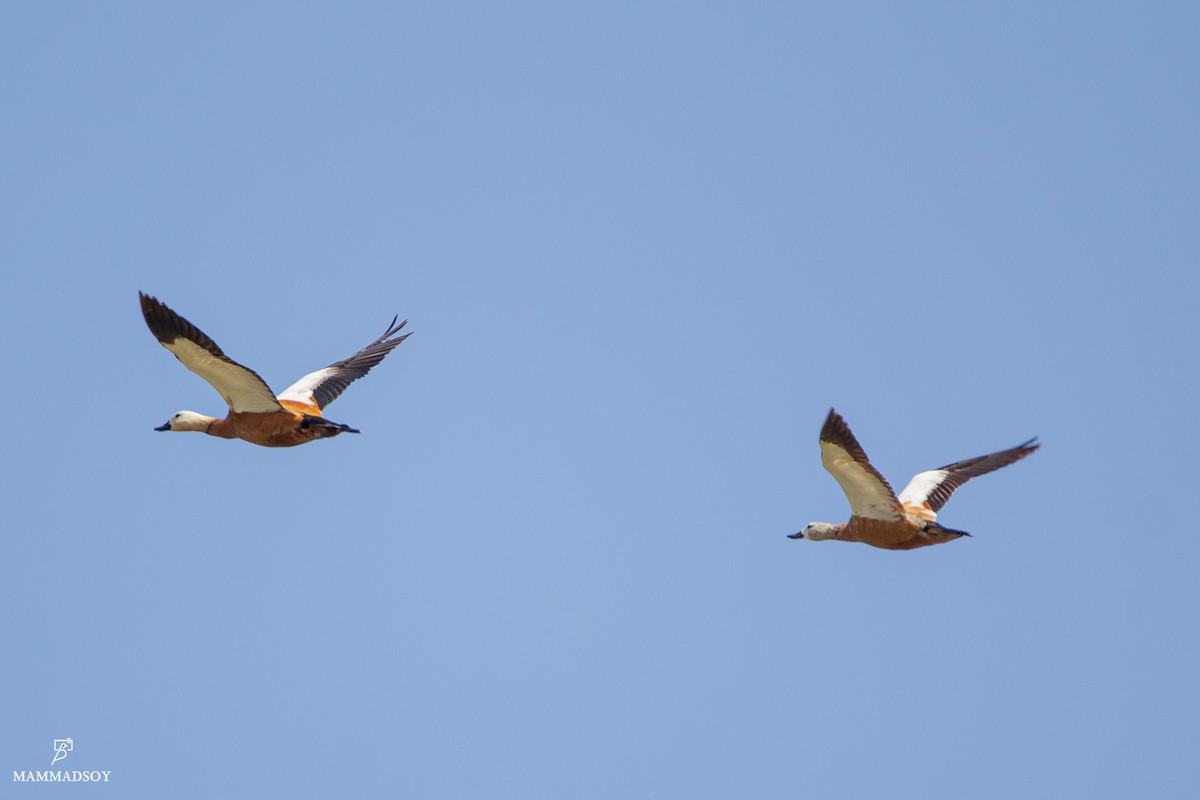 Ruddy Shelduck - ML242192491