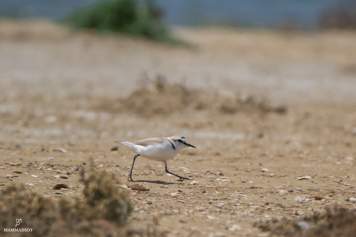 Kentish Plover - Elvin Memmedsoy