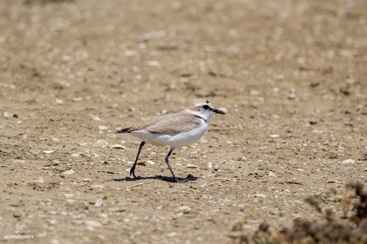 Kentish Plover - ML242193321