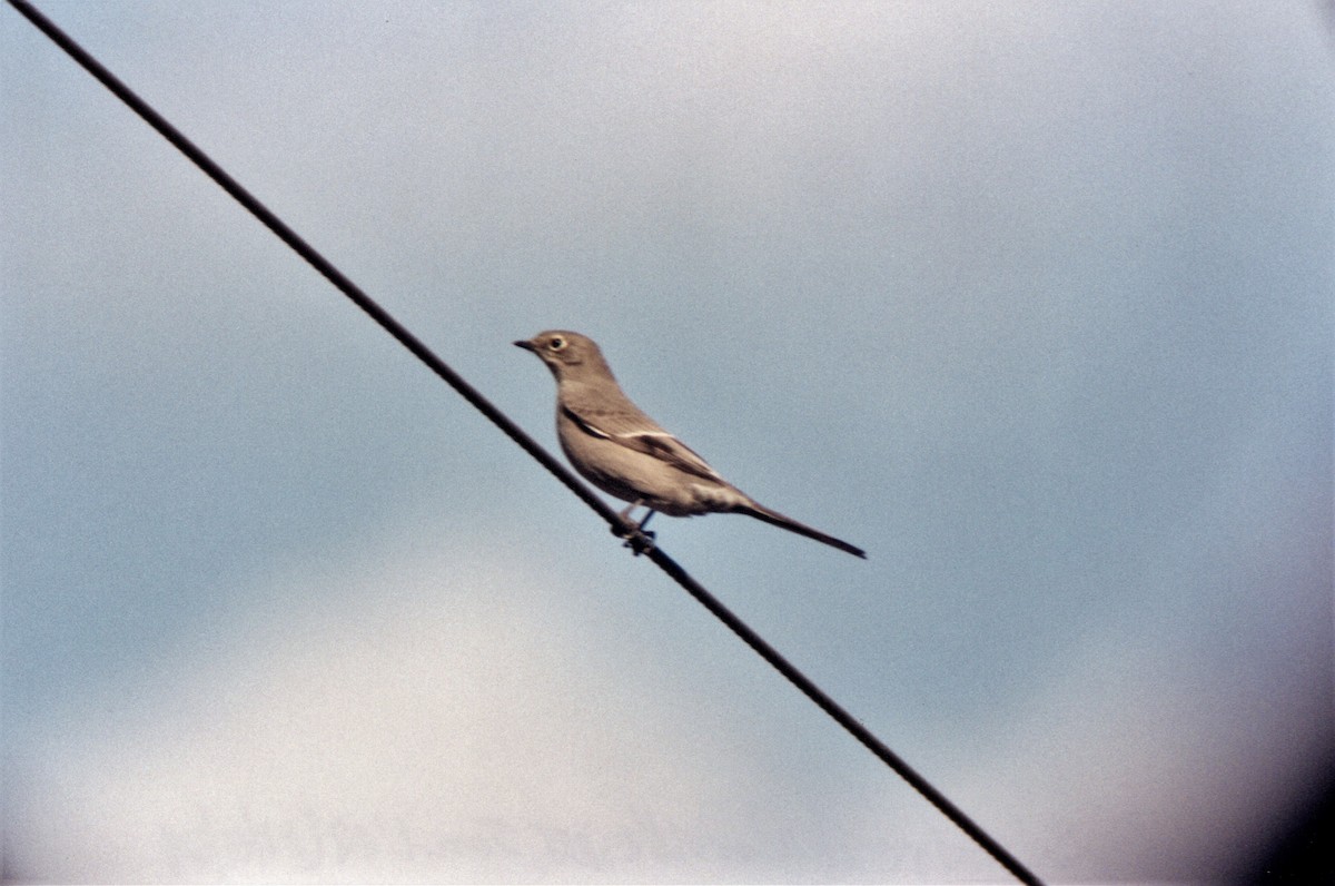 Townsend's Solitaire - Rex Stanford