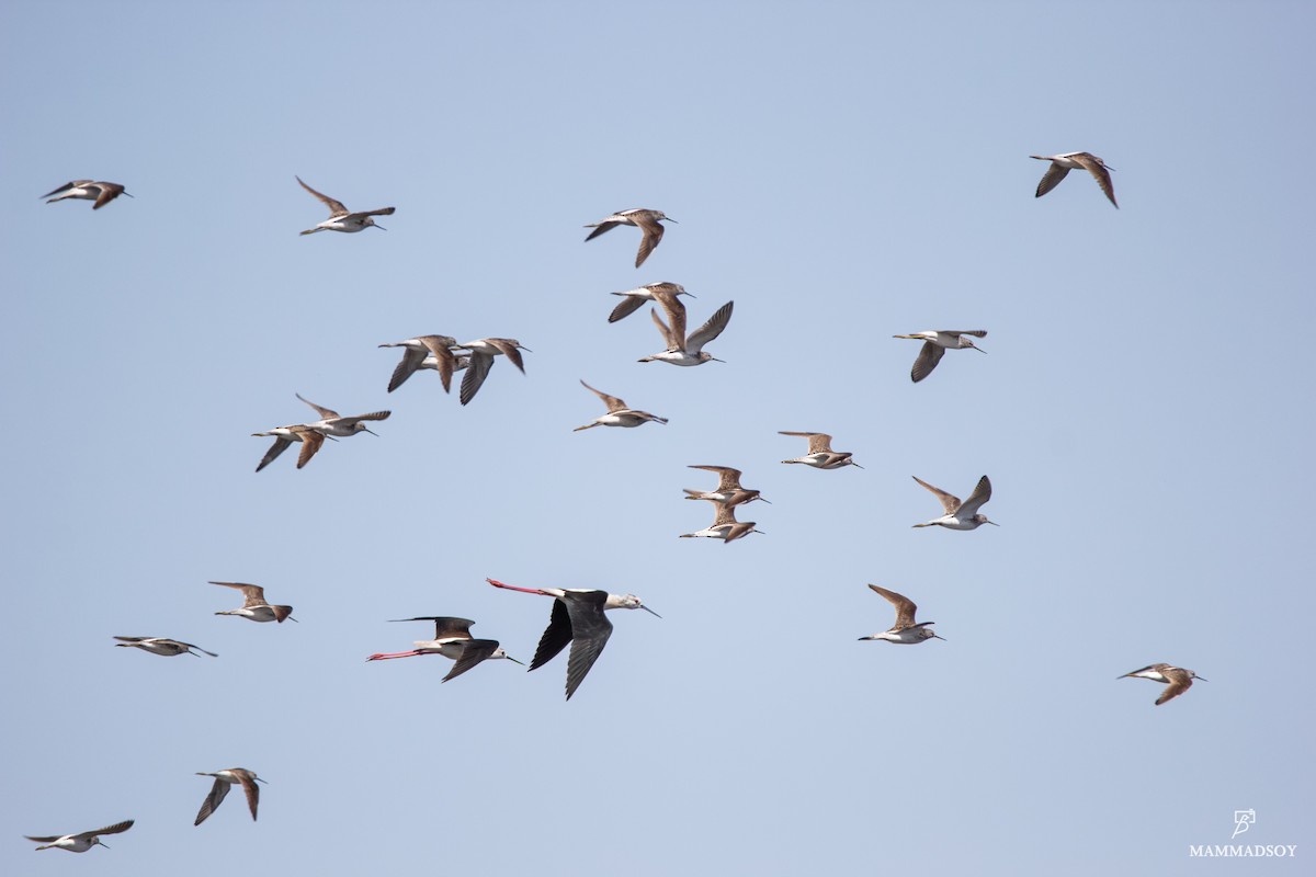 Marsh Sandpiper - ML242193551