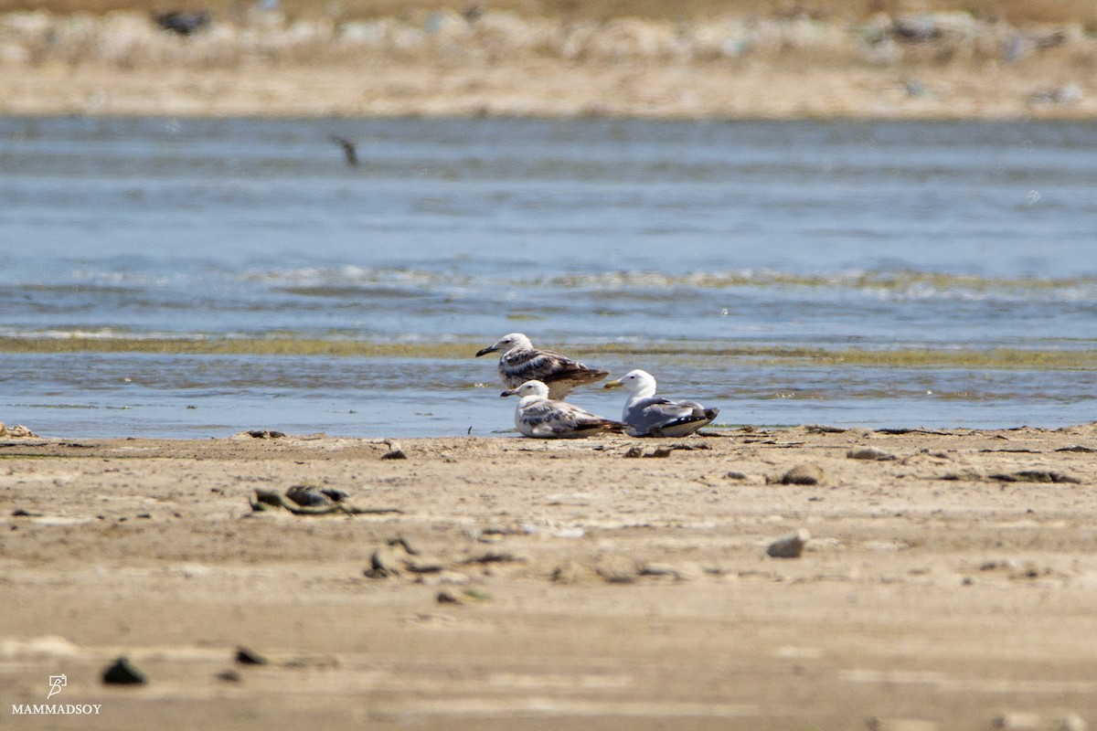 Lesser Black-backed Gull (Heuglin's) - ML242193811