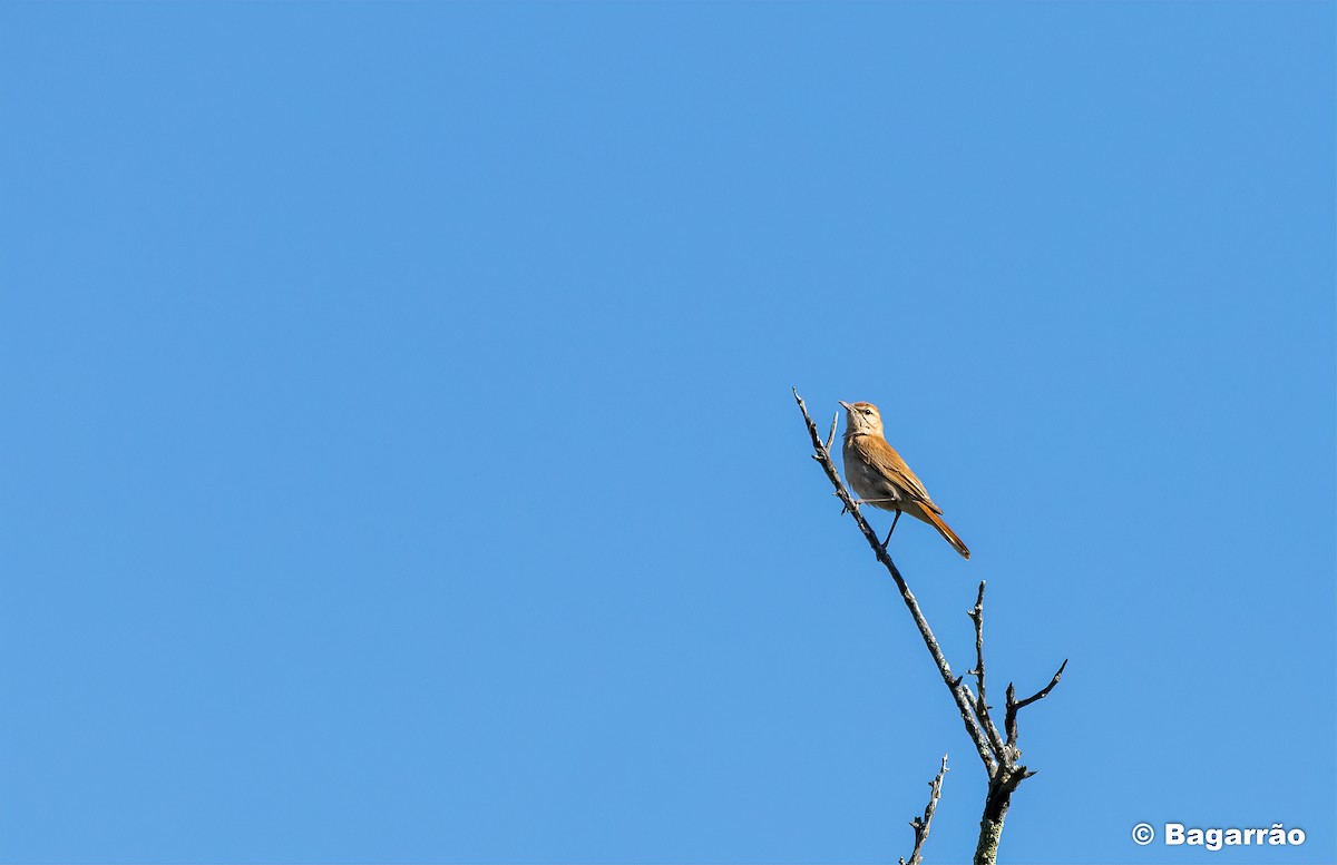 Rufous-tailed Scrub-Robin - ML242194171