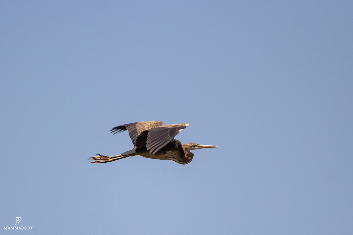 Purple Heron - ML242194211