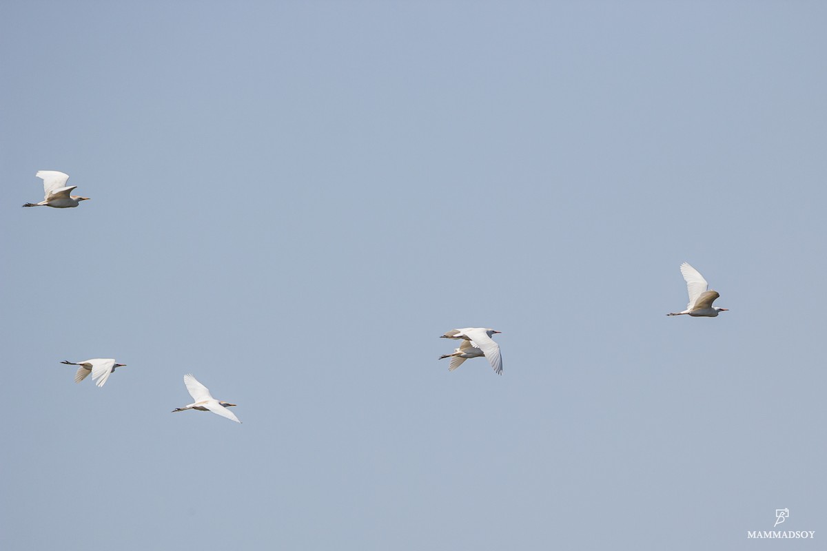 Western Cattle Egret - ML242194421