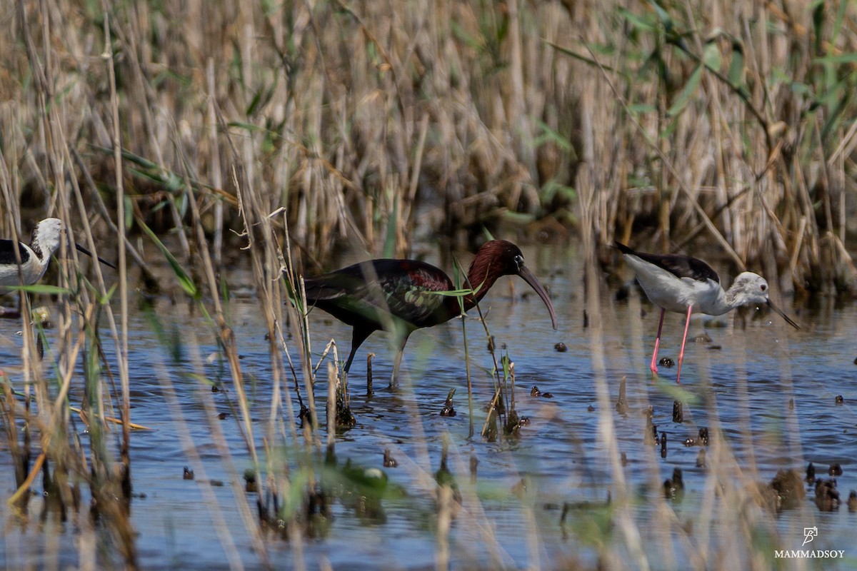 ibis hnědý - ML242194491