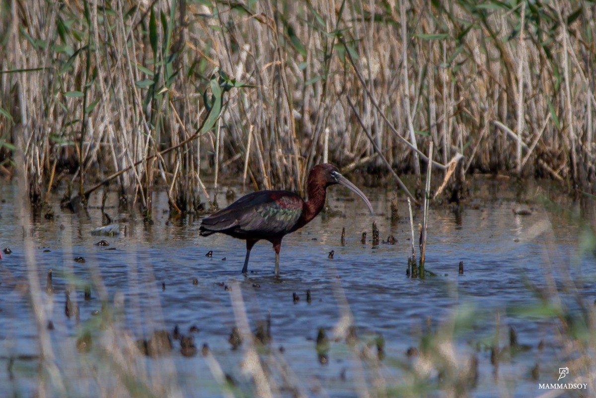 Glossy Ibis - ML242194501