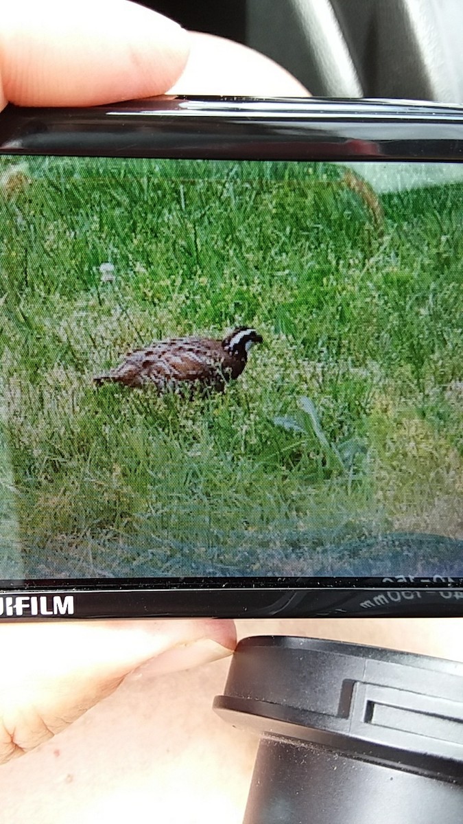 Northern Bobwhite - ML242194741