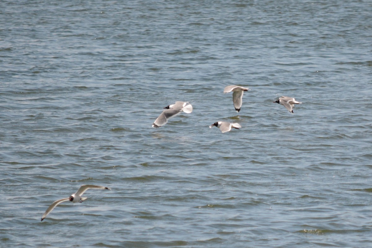 franklinmåke - ML242194861