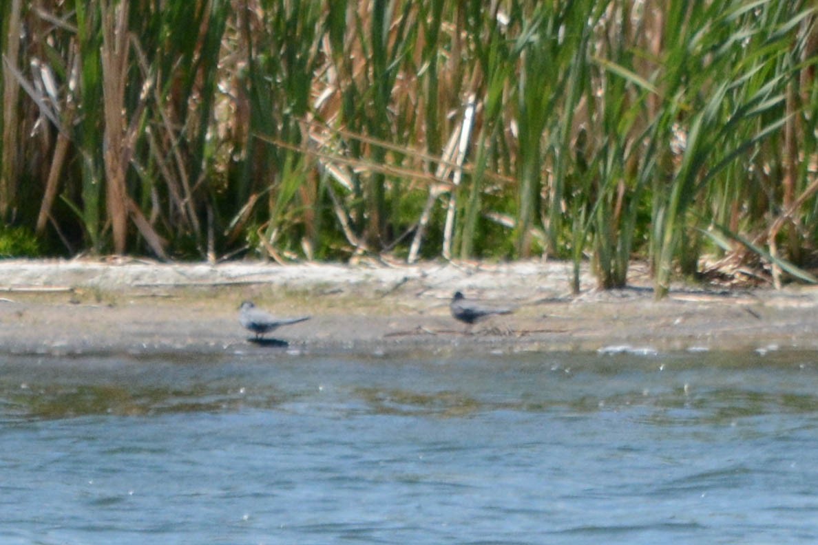 svartterne - ML242194901