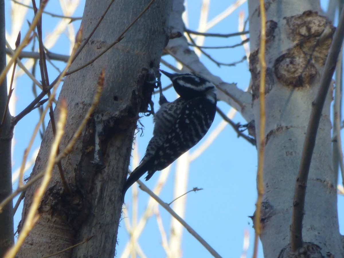 Nuttall's Woodpecker - Kimball Garrett