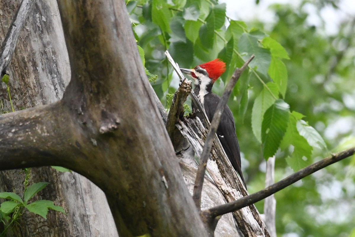 Pileated Woodpecker - ML242195521