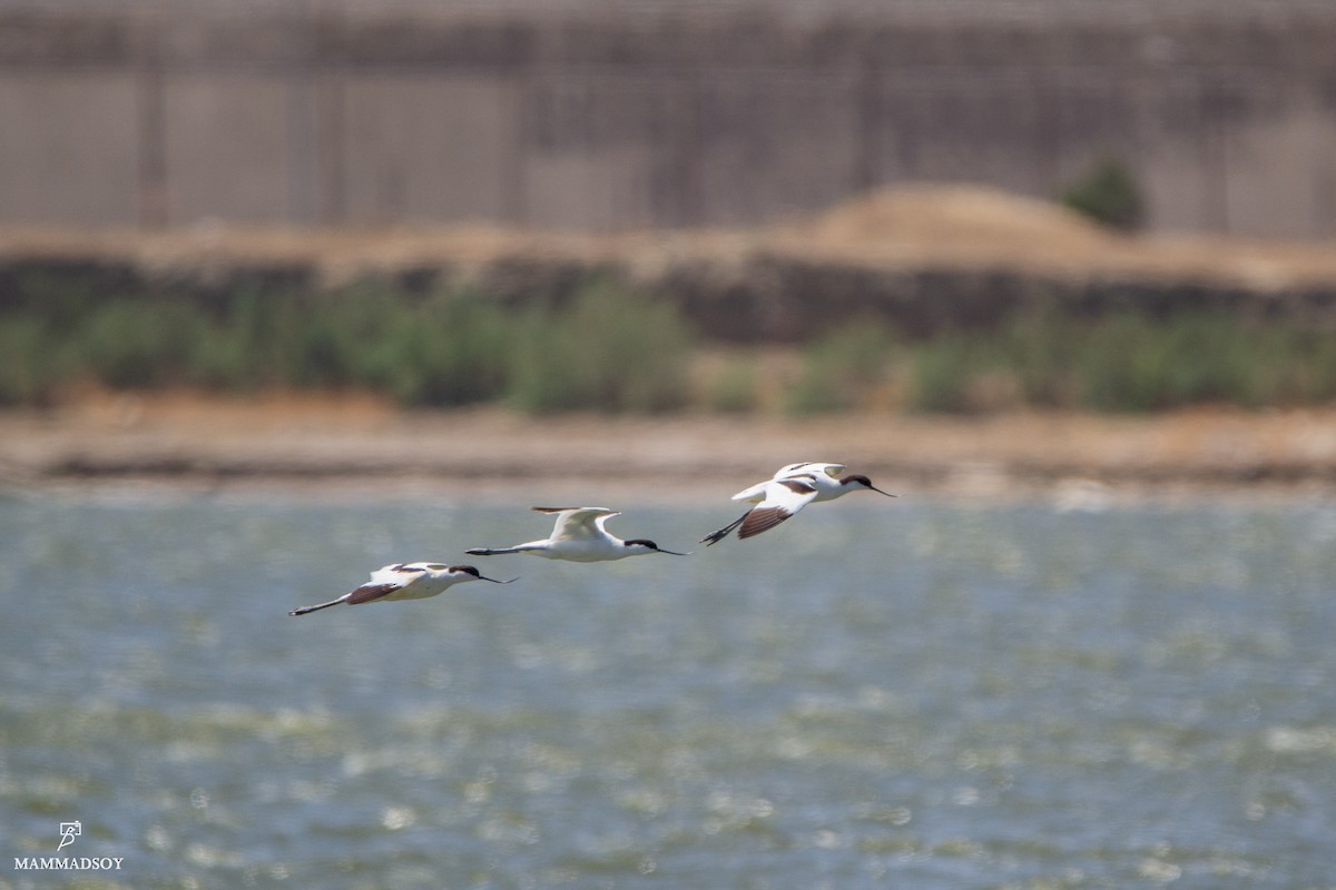 Pied Avocet - ML242196121