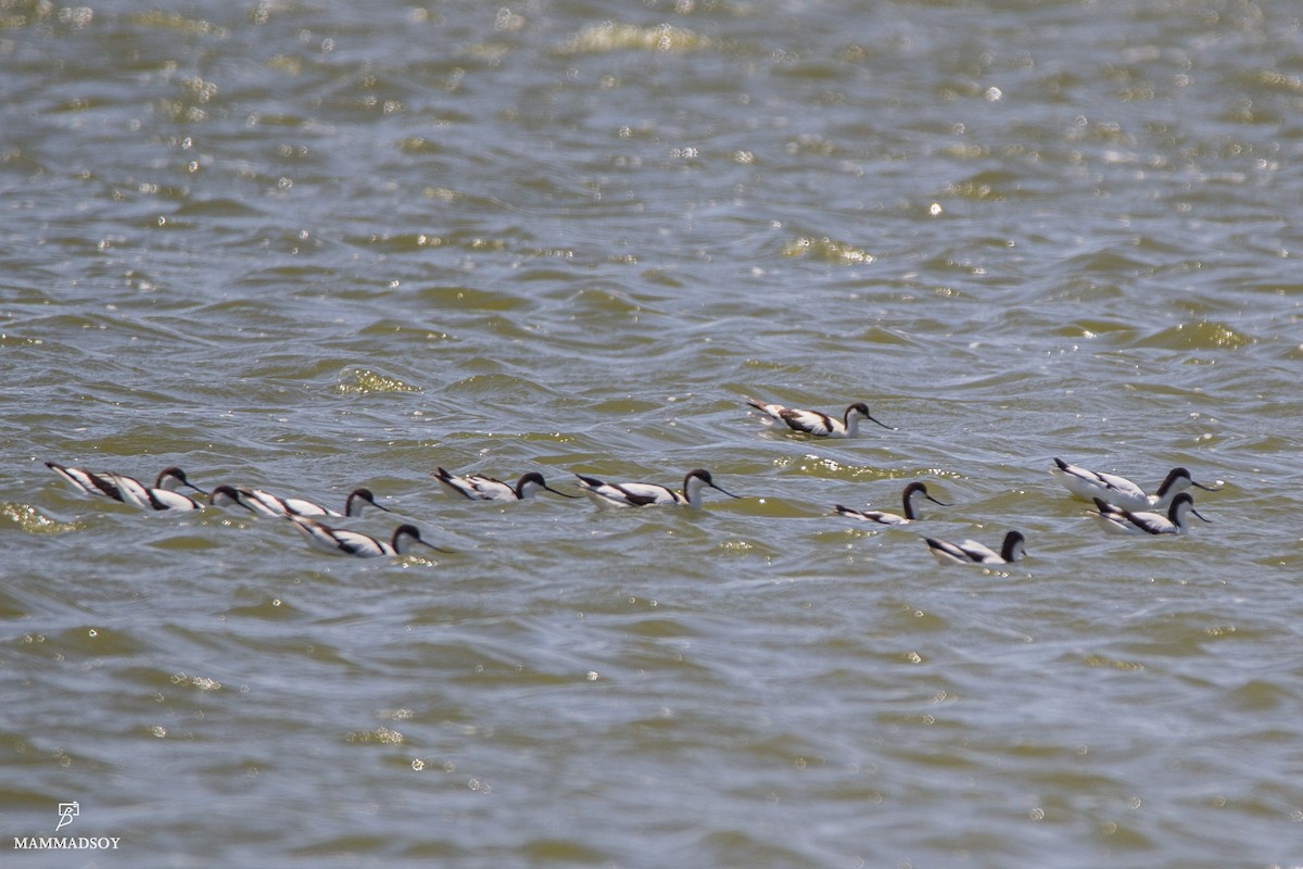 Avocette élégante - ML242196131