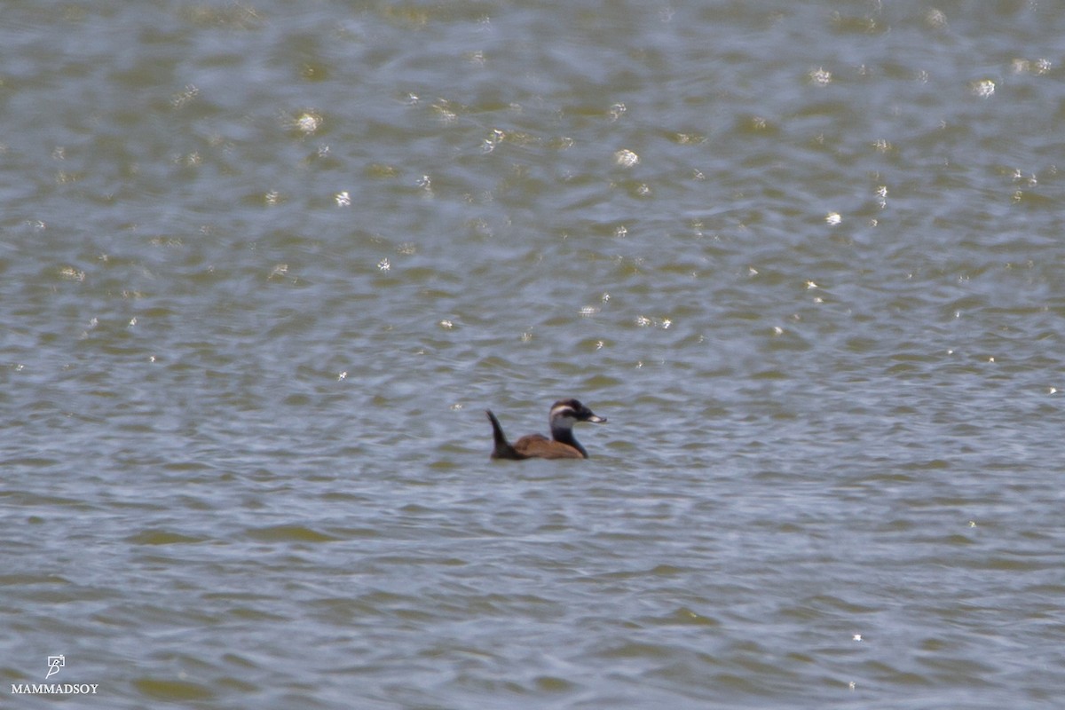 White-headed Duck - ML242196261