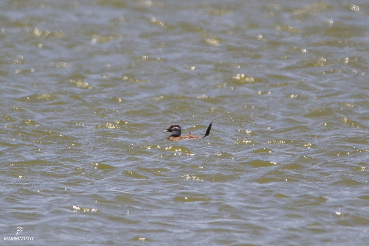 White-headed Duck - ML242196271