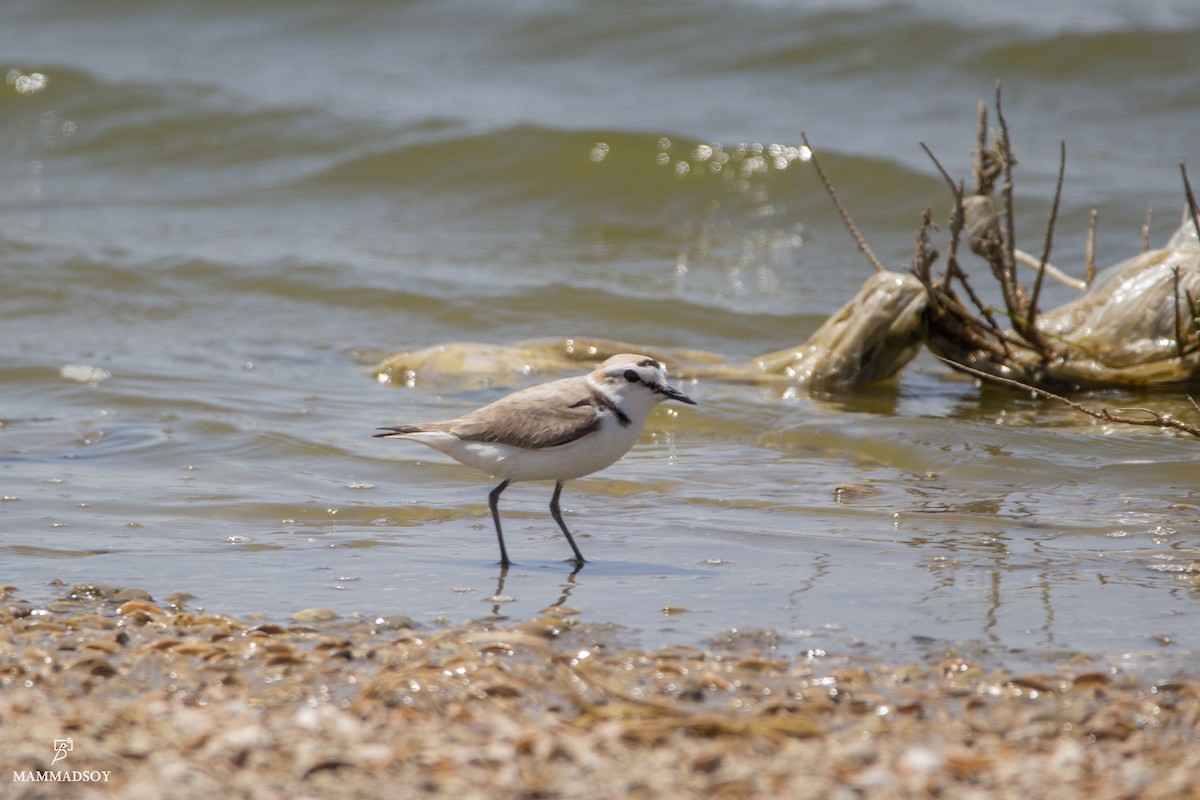 Kentish Plover - ML242196331