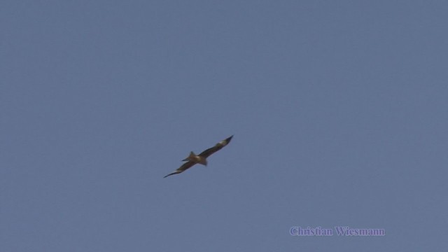 Red Kite - ML242197251
