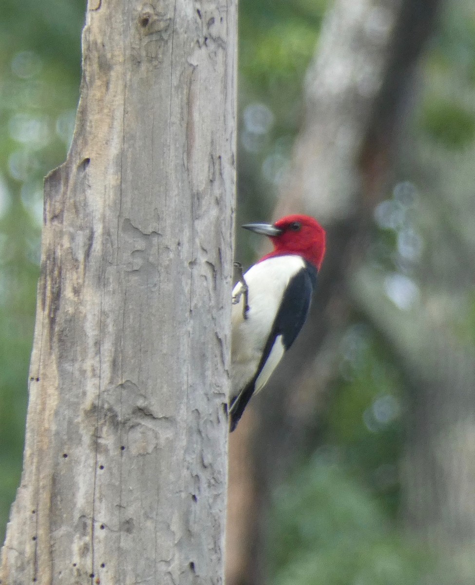 Pic à tête rouge - ML242199051