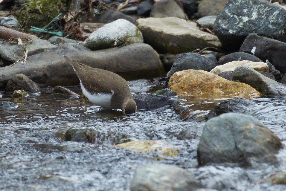 Common Sandpiper - ML242199141