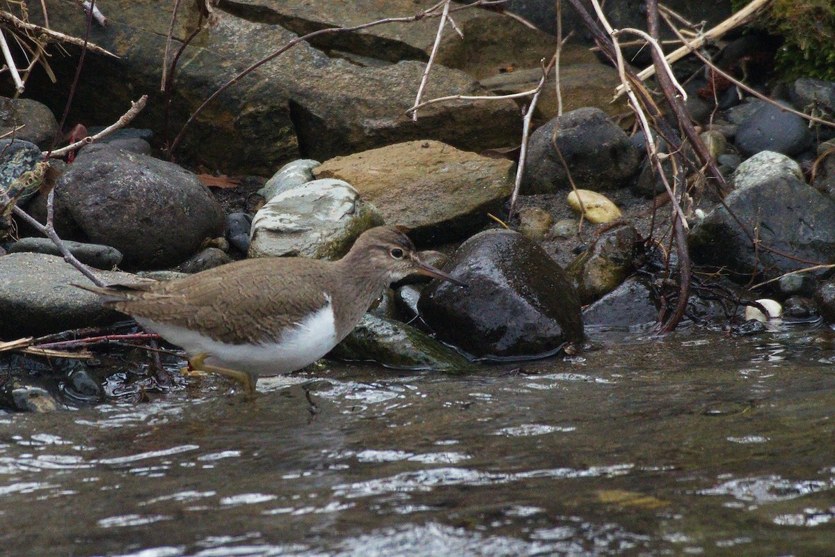 Common Sandpiper - Miroslav Milićević