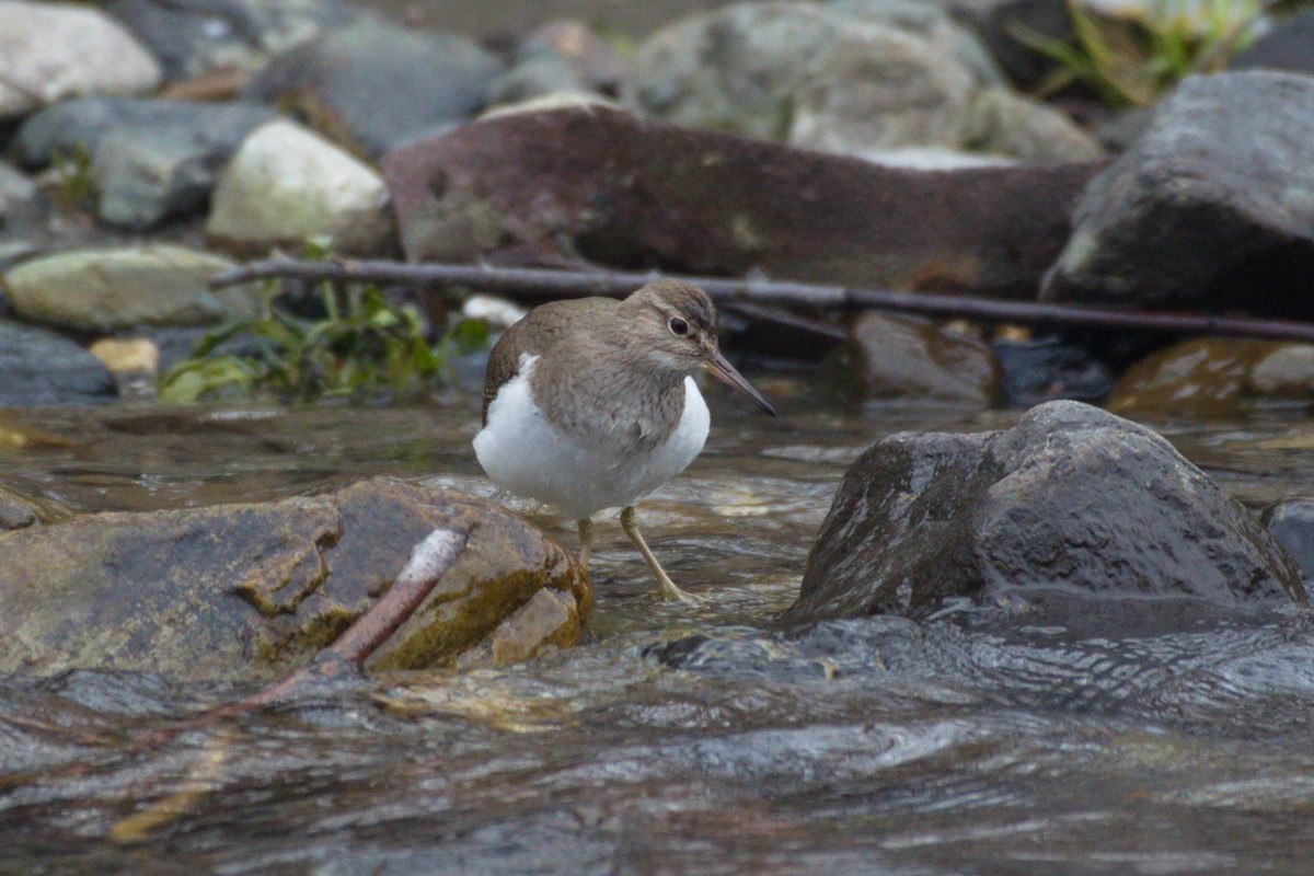 Common Sandpiper - Miroslav Milićević