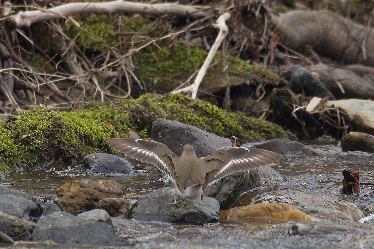 Common Sandpiper - Miroslav Milićević