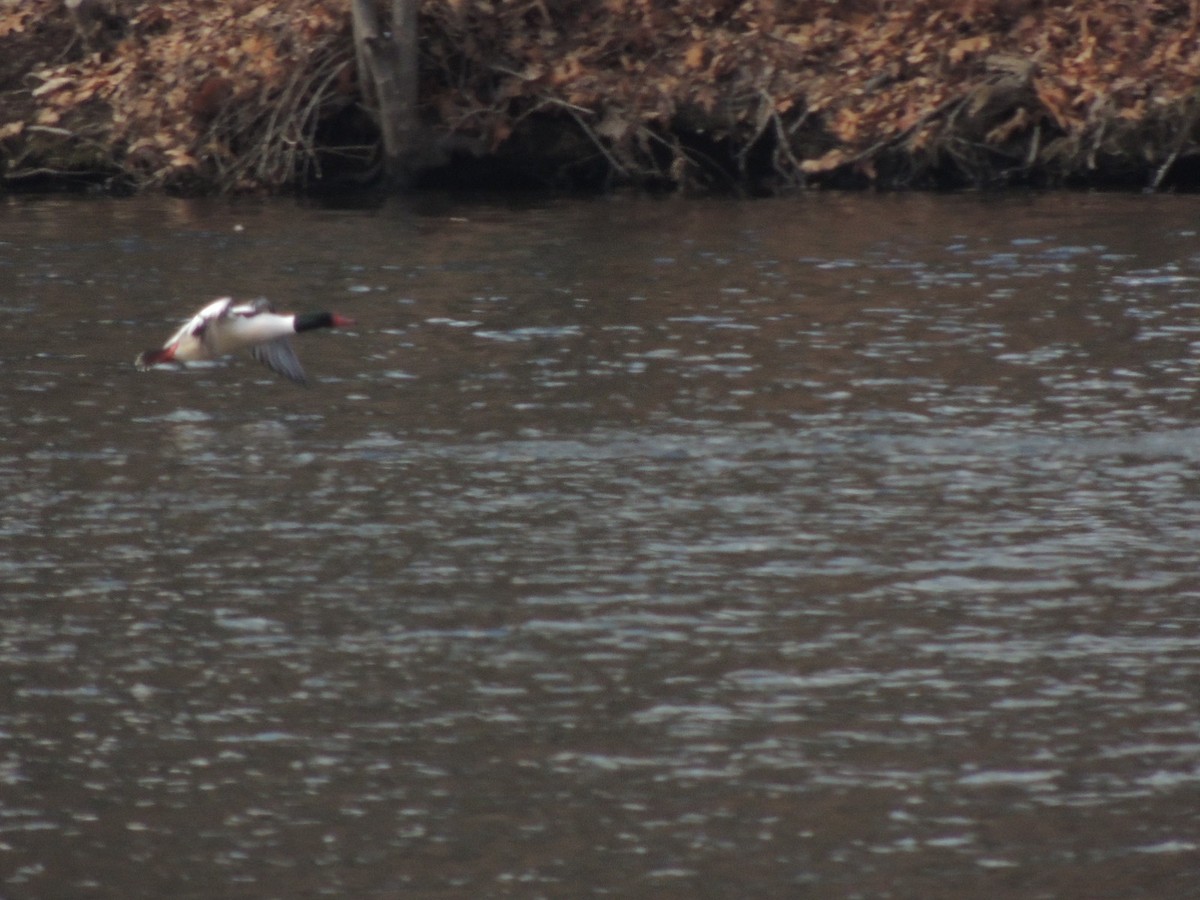 Common Merganser - ML24219931