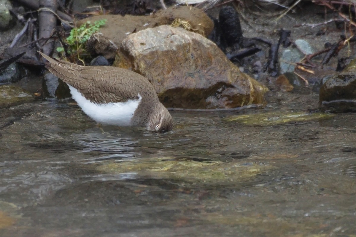 Common Sandpiper - ML242199321