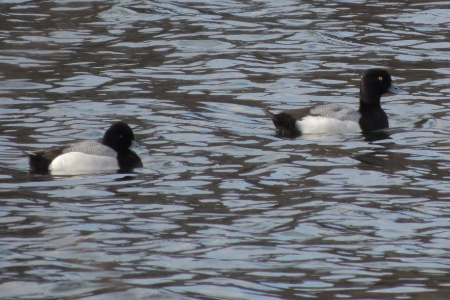 Greater Scaup - ML24219941