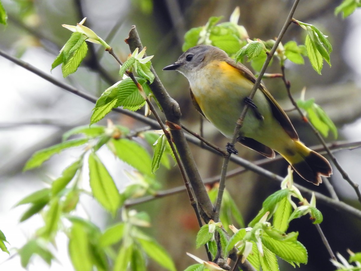 American Redstart - ML242201661
