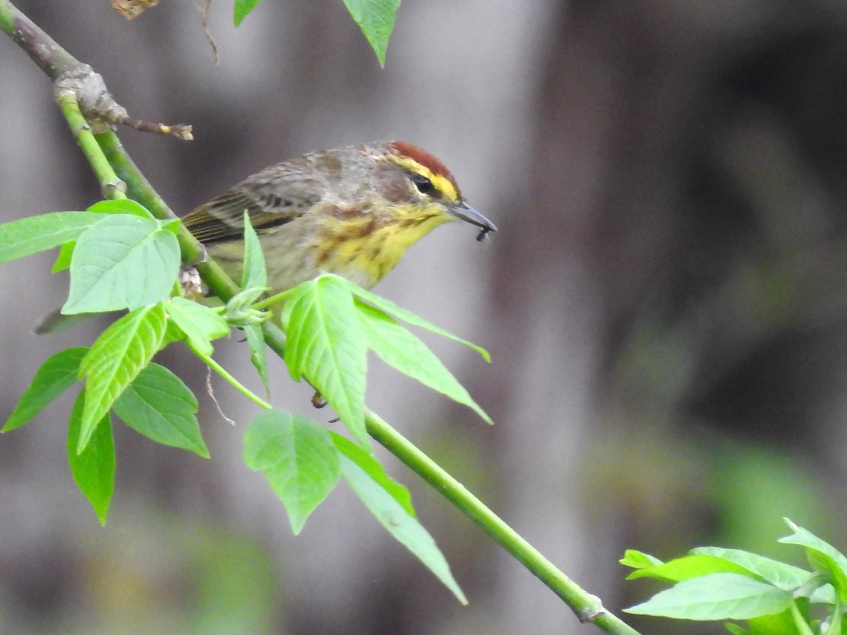 Palm Warbler - ML242201731